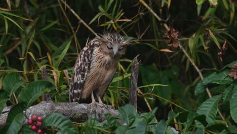 Seen-looking-serious-and-feathers-standing-then-turns-its-head-to-the-left-during-a-warm-afternoon,-Buffy-Fish-Owl-Ketupa-ketupu,-Khao-Yai-National-Park,-Thailand