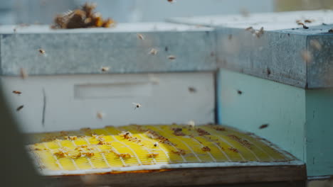 Imker-Setzt-Königin-Ausschluss-Und-Oberen-Deckel-Auf-Bienenstockkasten-Aus-Holz,-Bienen-Fliegen