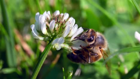Eine-Honigbiene,-Die-Pollen-Und-Nektar-Aus-Weißklee-Pflanzenmakro-Sammelt