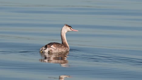 Seen-facing-to-the-right-and-then-to-the-left-as-it-floats-around-as-captured-from-a-moving-boat,-Great-Crested-Grebe-Podiceps-cristatus-Bueng-Boraphet-Lake,-Nakhon-Sawan,-Thailand