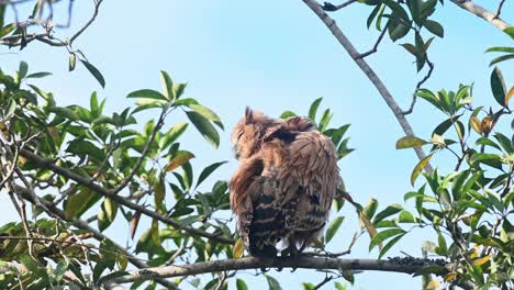 Ein-Junger-Vogel,-Der-An-Einem-Schönen-Sonnigen-Tag-Von-Seinem-Rücken-Aus-Seinen-Linken-Flügel-Putzt,-Buffy-Fish-Owl-Ketupa-Ketupu,-Junger-Vogel,-Khao-Yai-Nationalpark,-Thailand