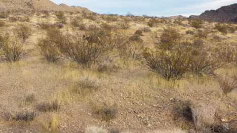 Dickhornschafe-Im-Natürlichen-Nevada-Tal-Der-Feuerwüste,-Luftaufnahmen-Von-Wildtieren