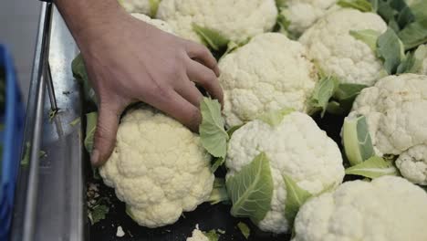A-grocery-store-worker-stocking-the-produce-section-with-fresh-cauliflower