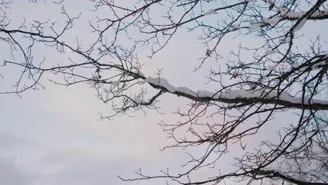 Schneebedeckte-Baumkronen-Und-Zweige-An-Einem-Winternachmittag,-Borås-Schweden---Handgeführte-Mittlere-Aufnahme