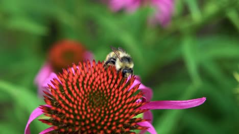 Honeybee-Drinking-Nectar-Of-Coneflower.---close-up