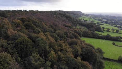 Aerial-forward-shot-of-the-trees-at-East-Hill-Strip-in-Devon-England