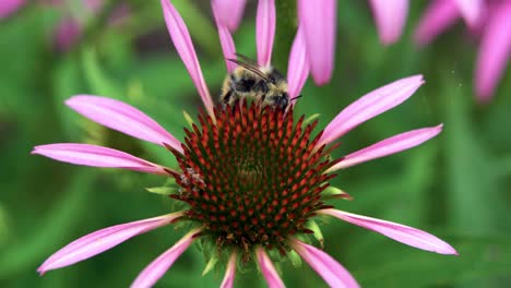 Honey-Bee-On-Purple-Coneflower---macro-shot