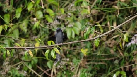 Scanning-the-area-for-insects-flying-by-for-a-quick-meal,-Ashy-Drongo-Dicrurus-leucophaeus,-Khao-Yai-National-Park,-Thailand