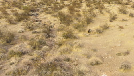 Aerial-of-Bighorn-Sheep-alone-in-the-Valley-of-Fire-desert-of-Nevada-USA