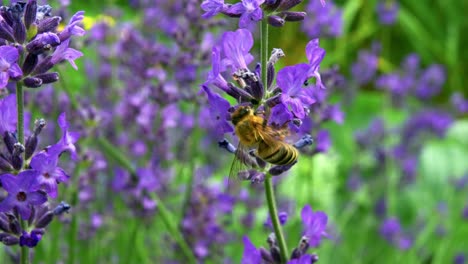 Makroaufnahme-Einer-Biene,-Die-Nektar-Aus-Wunderschönen-Violetten-Blüten-Sammelt---Makroaufnahme