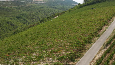 Greenery-Landscape-Of-Vineyards-At-The-Winery-On-Adriatic-Coast-At-Komarna,-Croatia