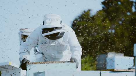 Beekeeper-shaking-wooden-box-filled-with-bees,-bees-swarming-around-in-air