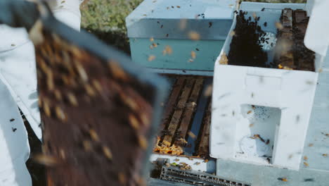Beekeeper-putting-back-hive-frames-into-box,-queen-excluder,-bees-swarming-around