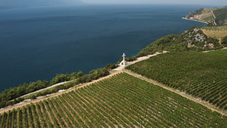 Winery-Terra-Madre---Green-Vineyards-At-Komarna-In-Dalmatia,-Croatia