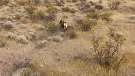 drone-follows-bighorn-sheep-feeding-in-natural-dry-desert-of-Nevada-valley-of-fire-natural-park