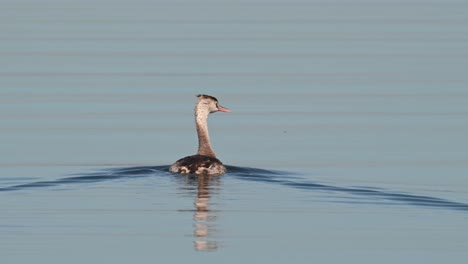 Looking-to-the-left-and-the-right-as-it-moves-forward-while-being-followed-by-a-boat,-Great-Crested-Grebe-Podiceps-cristatus-Bueng-Boraphet-Lake,-Nakhon-Sawan,-Thailand