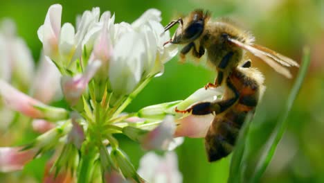 Honey-Bee-Drinking-Sweet-Nectars-Of-White-Clover-Flower-In-The-Garden-At-Summer