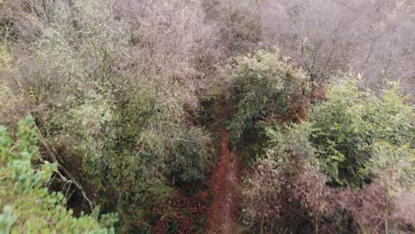 Aerial-overhead-shot-of-a-path-through-the-trees-at-East-Hill-East-Devon-England