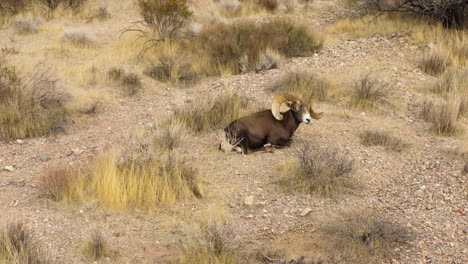 Bighorns-Wilde-Schafe,-Die-Allein-Im-Natürlichen-Wüstenlebensraum-Ruhen,-Luftaufnahme-Der-Fauna-Des-Nevada-Valley-Of-Fire-Natural-Park
