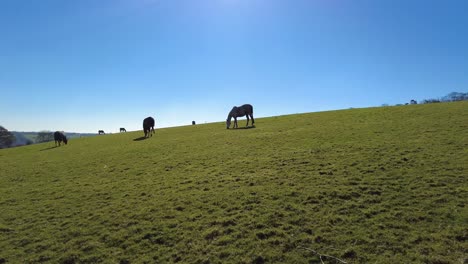 Schwenken-Rechts-Schuss-Von-Pferden,-Die-Auf-Einem-Hügel-In-Knapps-Wäldchen-In-Devon-England-Mit-Einem-Blauen-Himmelshintergrund-Grasen