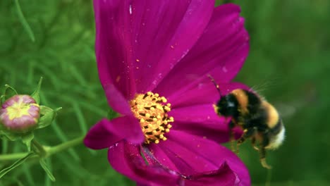 Die-Honigbiene-Extrahiert-Nektar-Aus-Der-Mexikanischen-Asterblüte,-Während-Pollenkörner-An-Ihrem-Körper-Haften-Bleiben