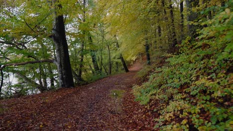 POV-Walking-By-Gyllebo-Lake-on-a-Narrow-Path-With-Puddle-and-Trees-in-Autumn,-Österlen-Sweden---Wide-Shot-Tracking-Forward-and-Pan-Right