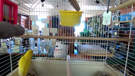 Yellow-budgie-bird-in-a-cage-inside-of-a-store