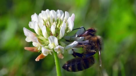 Europäische-Dunkle-Biene,-Die-Sich-Vom-Nektar-Einer-Weißkleepflanze-Ernährt---Makro