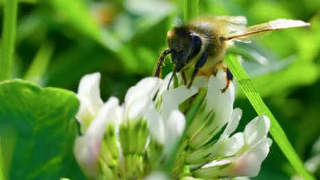 Nahaufnahme-Der-Honigbiene,-Die-Nektar-Der-Blume-Auf-Der-Wiese-Saugt