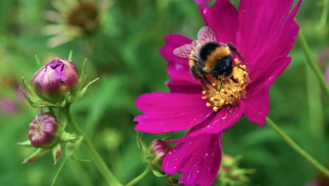 Bee-On-Top-Of-Blossoming-Apollo-Carmine-Cosmos-Flowers