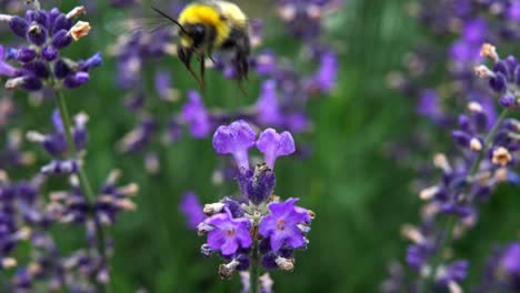 Makro-Einer-Biene,-Die-Pollen-Auf-Lila-Blüten-Saugt