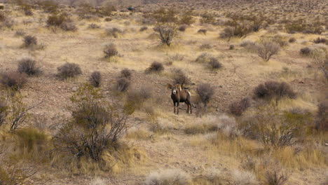 Dickhornschafe,-Die-Allein-In-Der-Trockenen,-Trockenen-Landschaft-Des-Wüstennaturparks-Von-Nevada-Mit-Einsamen-Wilden-Tieren-Stehen