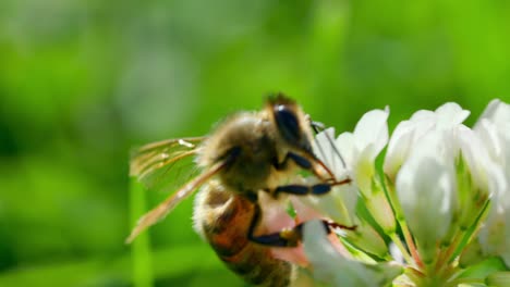 Makro-Der-Honigbiene,-Die-Pollen-Auf-Weißer-Blume-Saugt