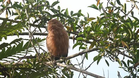 Ein-Jungvogel,-Der-Nach-Hinten-Und-Dann-Nach-Rechts-Schaut,-Um-Sich-Zu-Putzen,-Und-Dann-Nach-Unten-Schaut,-Den-Kopf-Herumbewegt,-Buffy-Fish-Owl-Ketupa-Ketupu,-Jungvogel,-Khao-Yai-Nationalpark,-Thailand