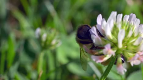 Bee-Landing-On-Top-Of-Blooming-White-Clover-Flower
