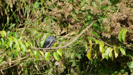 Looks-down-and-around-then-preens-its-left-wing-intensely,-Ashy-Drongo-Dicrurus-leucophaeus,-Khao-Yai-National-Park,-Thailand