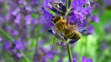 Wildbienen-Bestäuben-Blumen-An-Einem-Hellen,-Schönen-Tag---Makroaufnahme