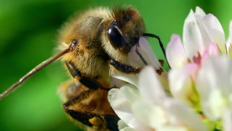 Makro-Der-Honigbiene,-Die-Nektar-Auf-Blume-Saugt