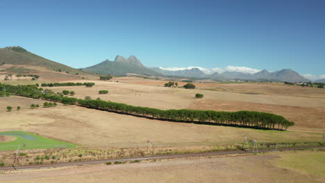 Rows-Of-Trees-Planted-On-Vast-Landscape-In-Stellenbosch,-South-Africa-Near-Wine-Estate