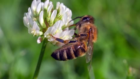 Busy-Bee-Collecting-Nectar-From-A-White-Clover-Flower-Isolated-In-Blurry-Green-Leaves-Background