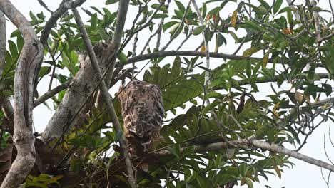 The-mother-watches-its-nestling-at-the-nest-while-it-looks-around-and-towards-the-camera,-Buffy-Fish-Owl-Ketupa-ketupu,-fledgling,-Khao-Yai-National-Park,-Thailand