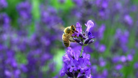Winzige-Honigbiene-Bestäubt-Schöne-Lila-Blüten---Makroaufnahme