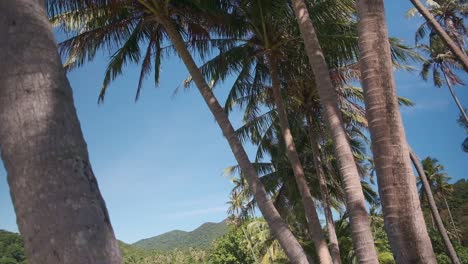 slow-pan-down-with-Tropical-island-palm-trees-and-beach