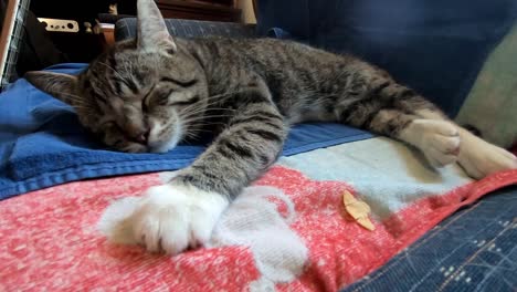 Kleine-Tabby-Katze,-Die-Müde-Schlafend-Auf-Der-Couch-In-Einem-Wohnzimmer-Liegt