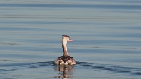 Followed-by-a-boat-while-being-filmed-as-it-looks-to-the-right,-Great-Crested-Grebe-Podiceps-cristatus-Bueng-Boraphet-Lake,-Nakhon-Sawan,-Thailand