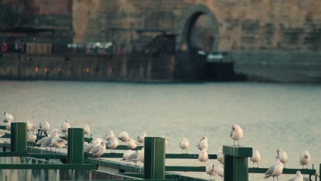 Pigeons-or-birds-sitting-near-Vltava-river-in-Prague,-Czech-Republic,-day-view