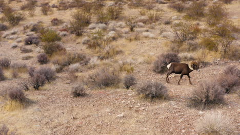 Borrego-Cimarrón-En-El-Desierto-Seco-Y-árido-De-Nevada,-El-Dron-Sigue-A-Un-Animal-Salvaje-En-Su-Hábitat-Natural