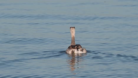Seen-moving-towards-the-right-as-seen-from-its-back-on-the-lake-with-progressing-waves,-Great-Crested-Grebe-Podiceps-cristatus-Bueng-Boraphet-Lake,-Nakhon-Sawan,-Thailand