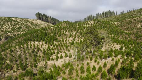 Reforestation-of-pine-trees-on-hill,-aerial