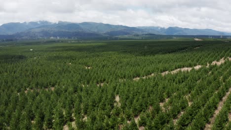 Forestry-area-with-pine-trees,-natural-resource-for-humans,-aerial